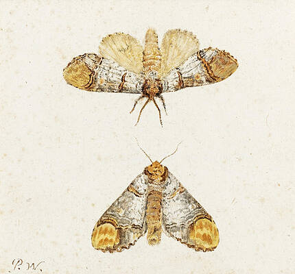 Study Of Two Moths Print by Pieter Withoos