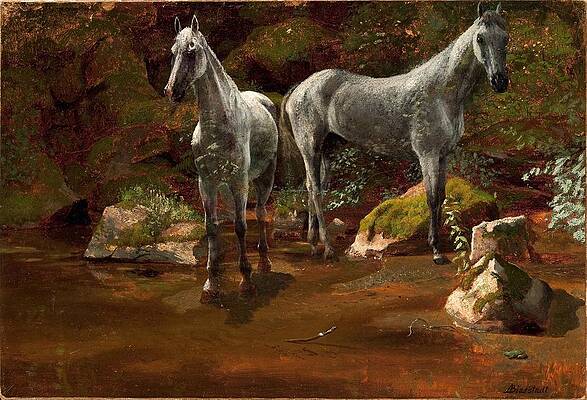 Study of Wild Horses Print by Albert Bierstadt