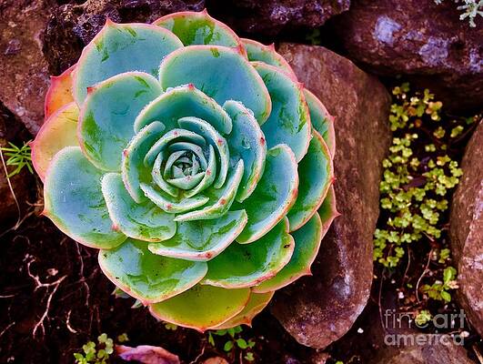 Succulent by Johnny Watson