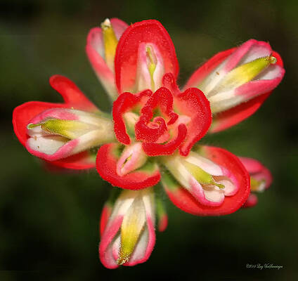 Sugar Frosted Paintbrush by Lucy VanSwearingen Sugar Frosted Paintbrush by Lucy VanSwearingen