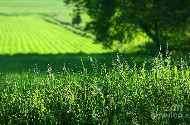 Wall Art - Digital Art - Summer fields of green by Sandra Cunningham