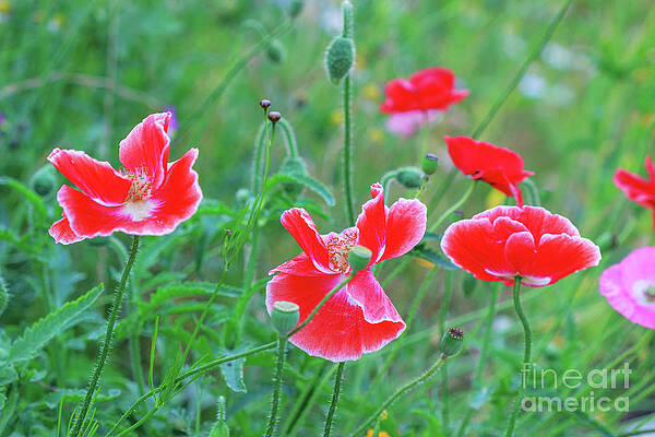 Summer Poppies. by Larissa Antonova Summer Poppies. by Larissa Antonova