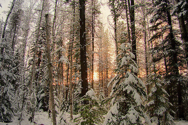 Sun of Winter Trees by Troy Stapek Sun of Winter Trees by Troy Stapek