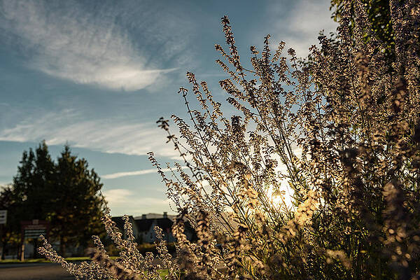 Sun Shining Through High Desert Flowers in a Scene Dominated by Autumn Tones in Reno, NV by Brian Ball Sun Shining Through High Desert Flowers in a Scene Dominated by Autumn Tones in Reno, NV by Brian Ball