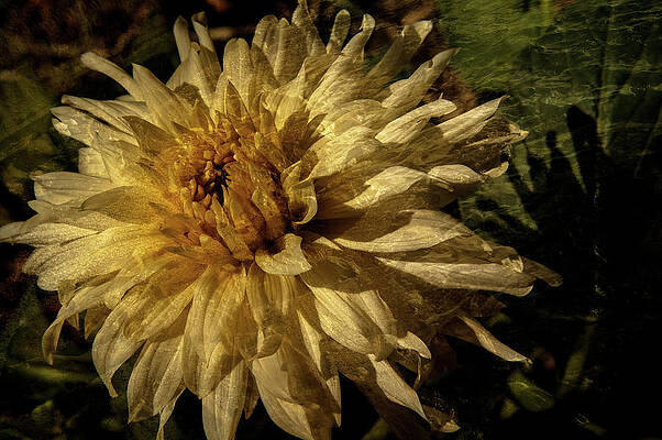Wall Art - Photograph - Sundive by Pranamera Prints