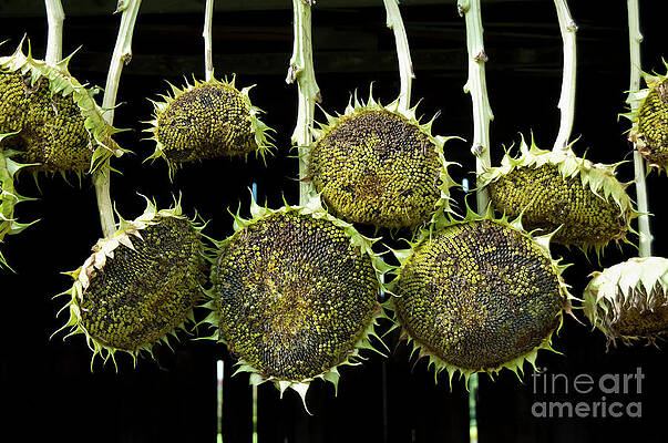 Sunflower-9 by Steven Foster Sunflower-9 by Steven Foster