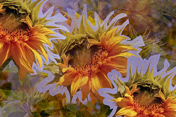 Wall Art - Photograph - Sunflower Delight 18 by Lynda Lehmann