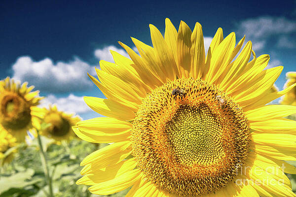 Sunflower Dreams by Jim DeLillo Sunflower Dreams by Jim DeLillo