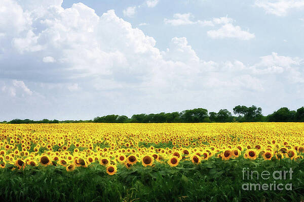 Sunflower Field by Tamyra Ayles Sunflower Field by Tamyra Ayles