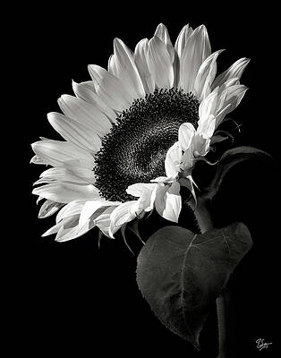 Black and white photo