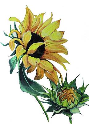 GULEE Sunflower Hand Drawn Yellow Woman Holiday Trunks Lightweight Multicolor 