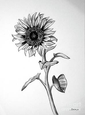 Sunflowers Drawings Fine Art America