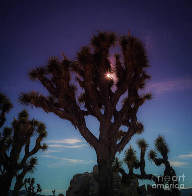 Wall Art - Photograph - Sunlit Joshua Tree #2 by Blake Webster