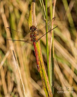  Photograph - Sunny day by Jo Sutherst