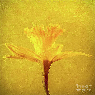 Sunny Side Up by Mona Stut Sunny Side Up by Mona Stut
