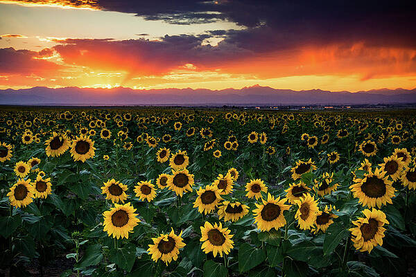 Wall Art - Photograph - Sunset In Colorado Is Paradise by John De Bord