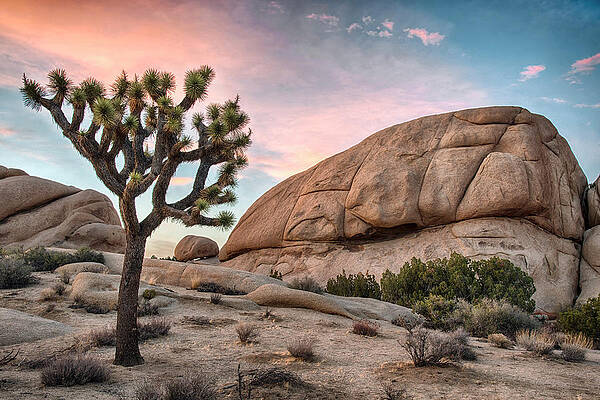 Wall Art - Photograph - Sunset over Joshua Tree by Dave Dilli