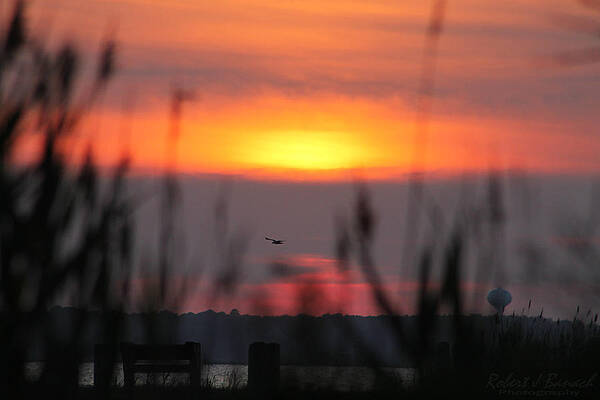 Wall Art - Photograph - Sunset Over The Reeds by Robert Banach