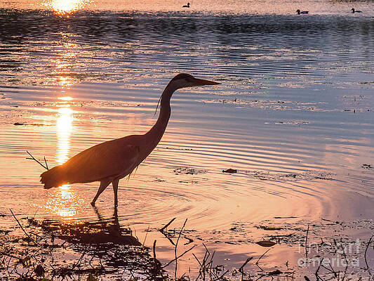 Sunset Sentinel by Paul Farnfield Sunset Sentinel by Paul Farnfield