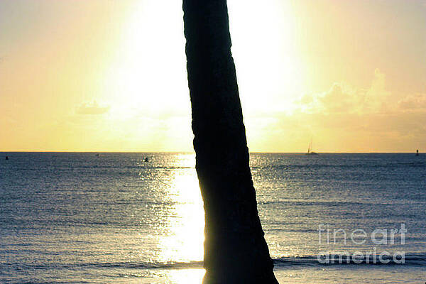 Sunset Silhouette by Stephanie Daniel