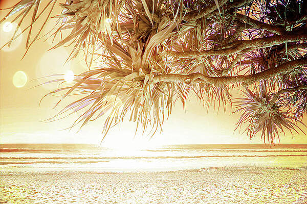 Sunshine Through The Trees by A Zen Rose Sunshine Through The Trees by A Zen Rose
