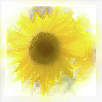 Super soft Sunflower by Natalie Rotman Cote Super soft Sunflower by Natalie Rotman Cote