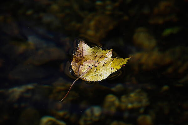 Wall Art - Photograph - Surface Tension - Leaf on Water by Kirkodd Photography Of New England