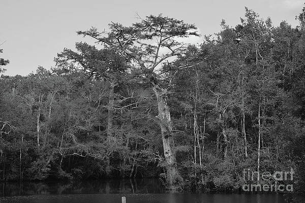 Swamp Tree BW by Marc Watkins Swamp Tree BW by Marc Watkins