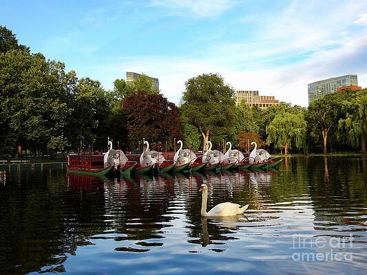 Wall Art - Photograph - Swan Fronting Swan Boats by Beth Myer Photography