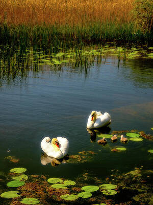 Wall Art - Photograph - Swan Lake by Mark Llewellyn