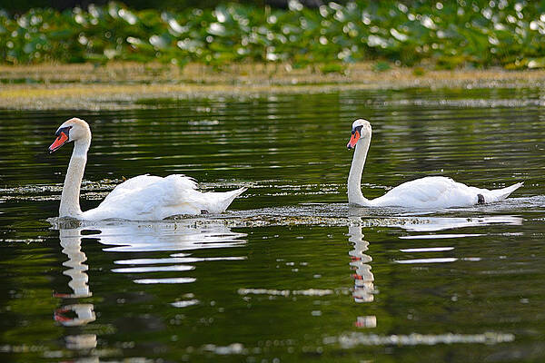 Swan Life by Mike Poeppel II