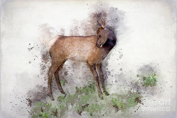 Sweet Fawn by Teresa Zieba Sweet Fawn by Teresa Zieba