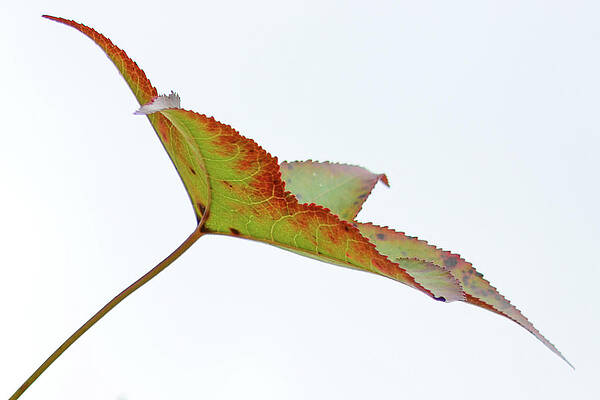 Wall Art - Photograph - Sweet Gum on White Sky by Tana Reiff