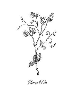 House Plant Drawings Fine Art America Check out our plant sketch house selection for the very best in unique or custom, handmade pieces from our shops. house plant drawings fine art america