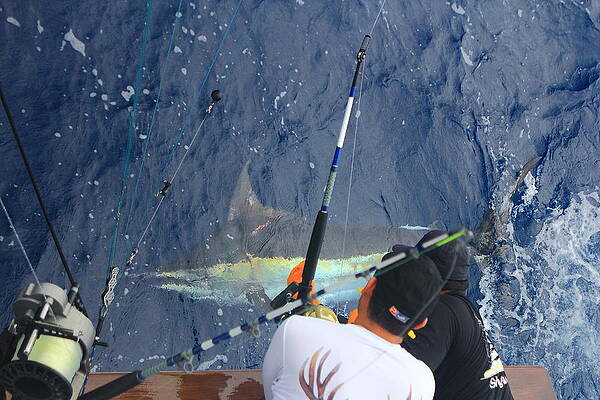 Tagged Blue Marlin by Johnnie Bankston