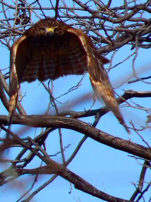 Wall Art - Photograph - Take Off by Virginia White