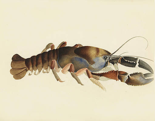 Tasmanian giant freshwater crayfish. Astacopsis gouldi Print by William Buelow Gould