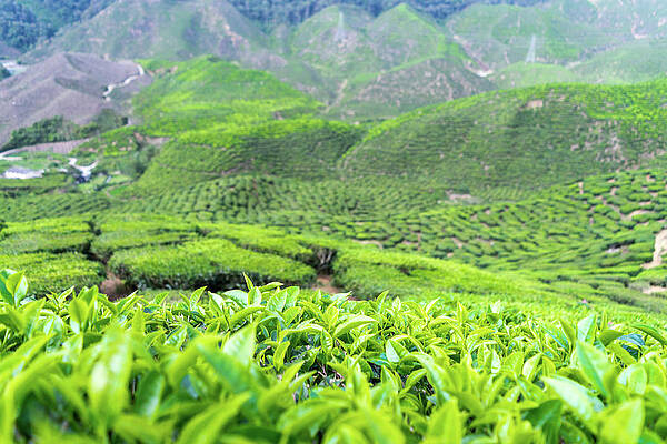 Tea Fields by Nicky Meyer Tea Fields by Nicky Meyer