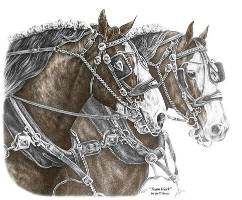 Horse Harness Drawings for Sale - Fine Art America