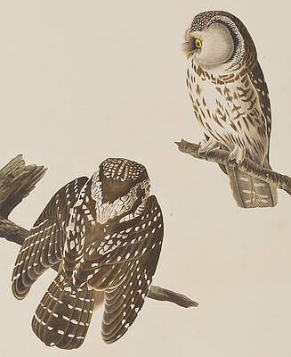 Wall Art - Painting - Tengmalm's Owl by John James Audubon