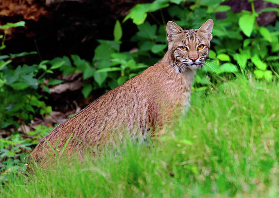 American Bobtail Cat Art Fine Art America