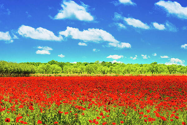 Texas Red Poppies by Darryl Dalton Texas Red Poppies by Darryl Dalton