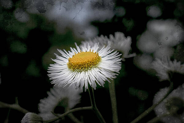 Wall Art - Photograph - Textured Daisy by Jorge Perez