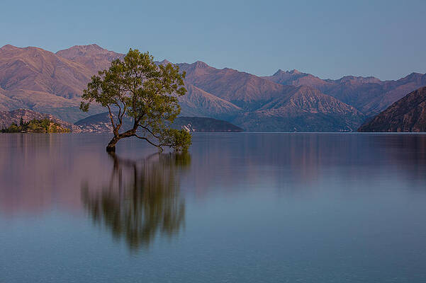 That Tree - Wanaka by Steven Hirsch