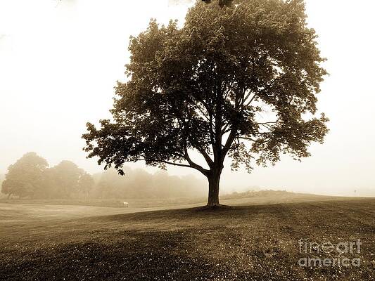 Wall Art - Photograph - The Beauty of Trees by Marcia Lee Jones
