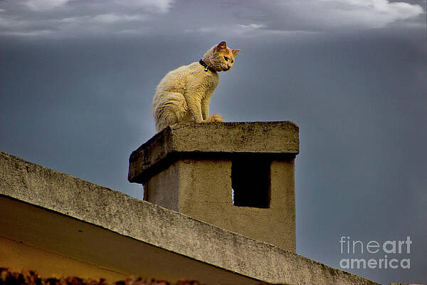 Spanish Cat Art Fine Art America