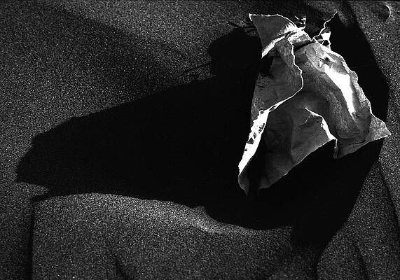 The camel by Michael Mogensen The camel by Michael Mogensen