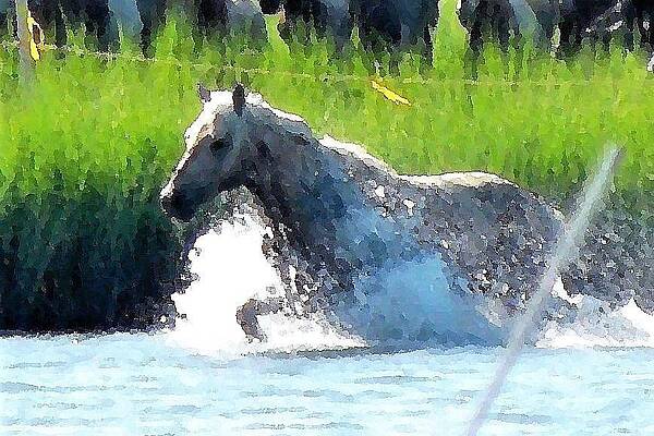 The Crossing - Chincoteague Pony Run by Kim Bemis The Crossing - Chincoteague Pony Run by Kim Bemis