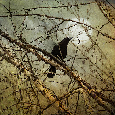 THE CROW AND THE MOON by Theresa Tahara THE CROW AND THE MOON by Theresa Tahara