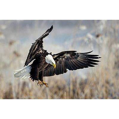 Wall Art - Photograph - The Eagle Is Landing 
#amazing #sun by Michael Ash